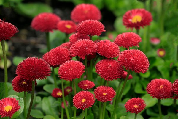 Guide Ultime : Conseils Inédits pour l'Entretien et la Rénovation d'une Maison en Bois